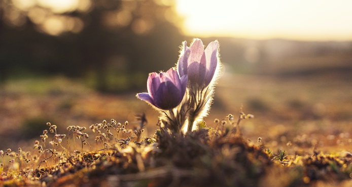 Duas flores roxas